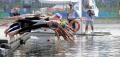 图文-女子10公里公开水域决赛 各国选手入水瞬间