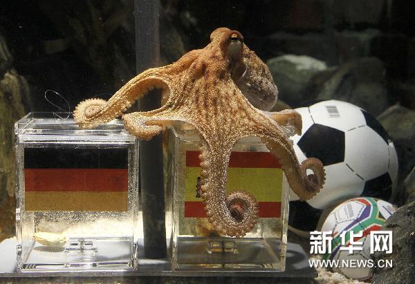 德国章鱼预言德国队失败 大赛预测它仅出错一