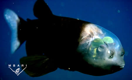 十大透明动物:玻璃蛙玻璃鱼上榜(组图)