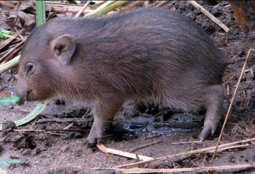 世界最小迷你猪拯救见效：25厘米高极稀有(图)