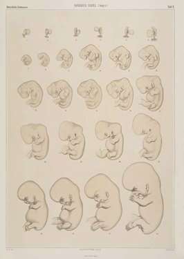 图解人类认识胎儿发育全过程(组图)(2)_科学探