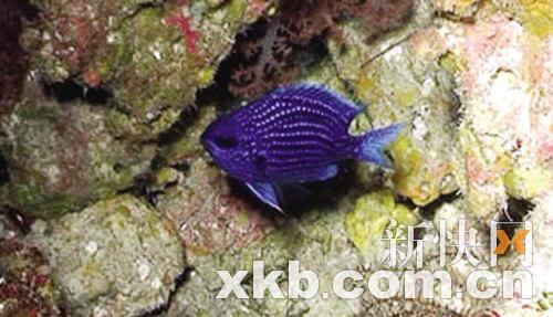 美媒体发布10大惊奇物种:幽灵蛞蝓上榜(组图)_