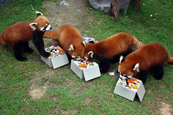 4只小熊猫在港过1岁生日获赠礼物(图)_科学探