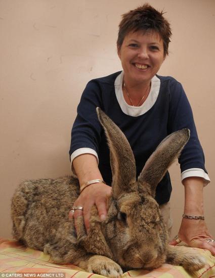 英国巨兔体长85厘米冲击吉尼斯世界纪录(图)