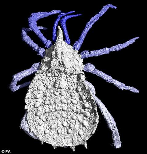 ct扫描复原3亿年前远古蜘蛛(图)