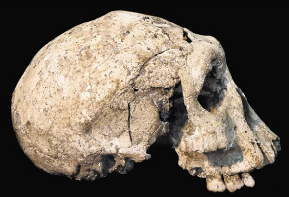 180万年前头骨化石显示古人类身材矮小(图)