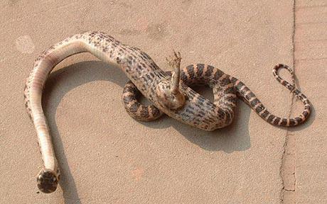我国四川发现长一只脚怪蛇