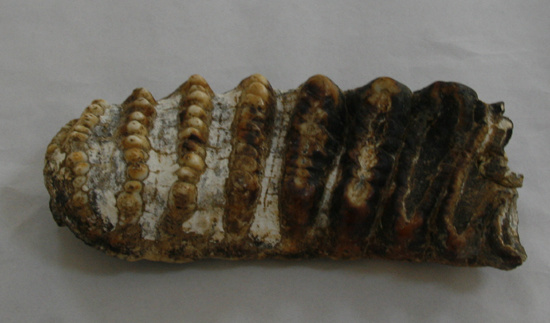 广西崇左发现11万年前早期现代人下颌骨化石