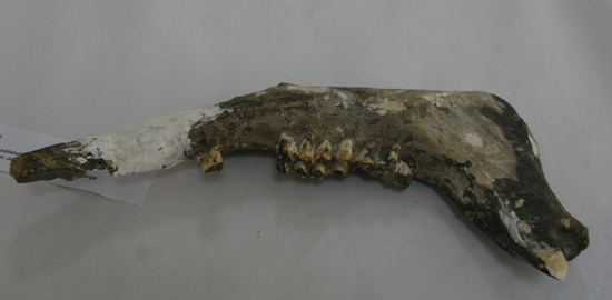 广西崇左发现十一万年前早期现代人下颌骨化石