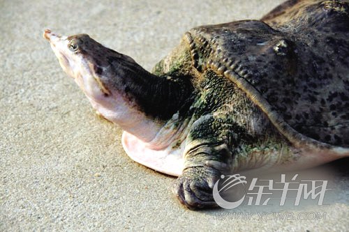 �¿챨�����ݳ��ֹ��ڹ��д�����(ͼ)