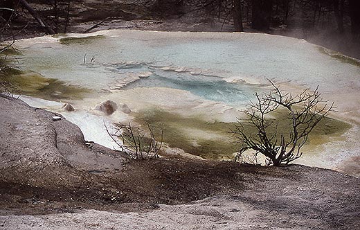 美国黄石公园温泉中的耐热微生物