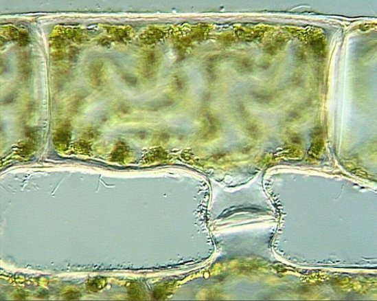 "雄性"细胞在穿过细小的受精管时样子看上去像是变形虫.