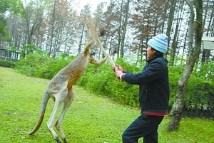 武汉动物园上演人与袋鼠"搏击"大战(图)