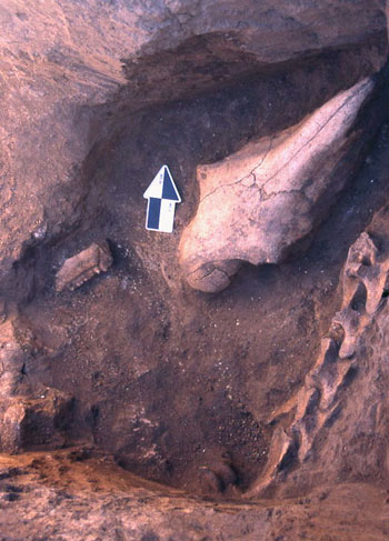 波泰地区出土的波泰马马头和颈部
