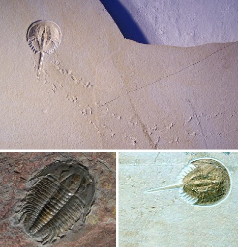 十大动植物活化石:恶魔鲨怪异鼻子似短剑(图)