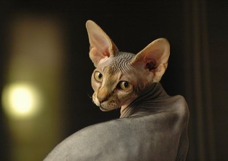 加拿大无毛猫最特别之处就在于它们奇怪的外表