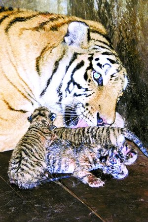 深圳野生动物园东北虎产下五胞胎(图)_科学探