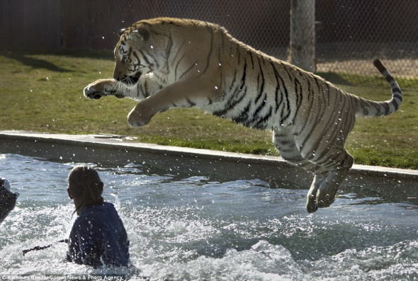 摄影师捕捉老虎跃入水池与饲养员嬉戏场面(图)