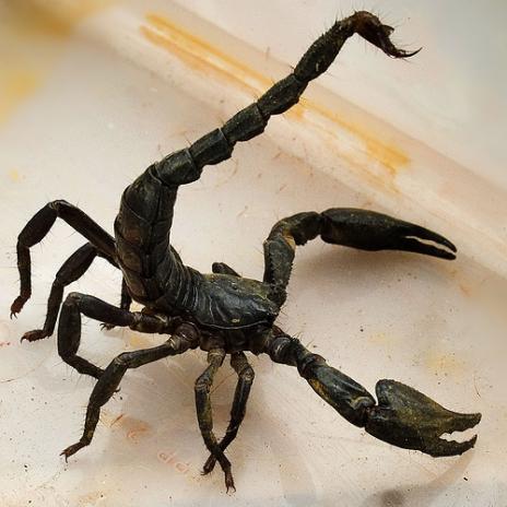 最致命的蝎子:以色列杀人蝎堪称进化活化石
