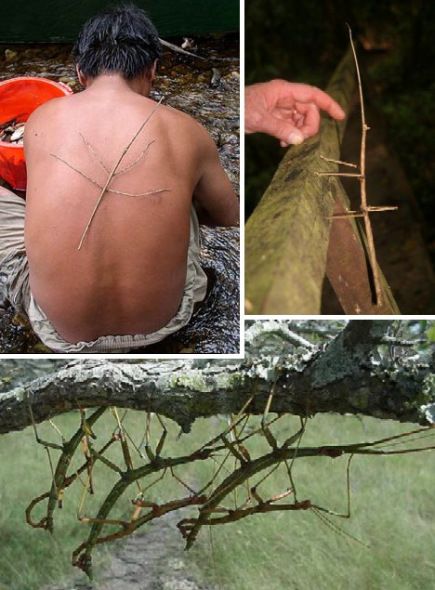 尖刺足刺竹节虫 尖刺足刺竹节虫是迄今为止世界上最大的这类虫子