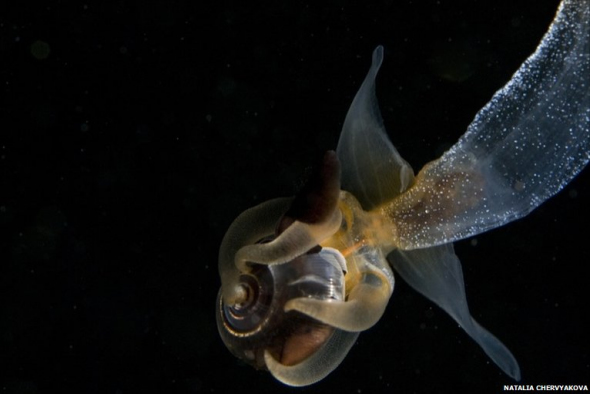 北极神奇海洋生物:海洋天使捕食海洋恶魔(图)