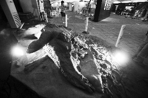 乌尔禾龙模型演示恐龙化石如何形成