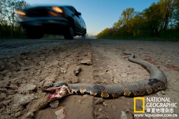 致命穿越 每年冬眠结束后，许多饿着肚子的蛇会顺着相同的路线迁徙，不管前方有什么障碍。一条西部水蝮蛇在横穿伊利诺伊州一条田埂路时遭遇了不幸。