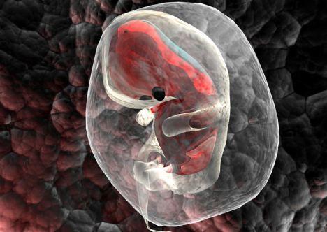 试管受精新突破可精确测定胚胎健康状况