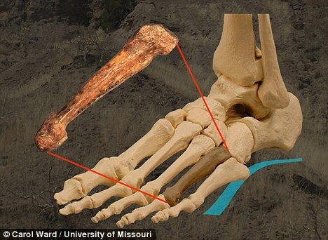 古猿化石证明人类祖先直立行走始于320万年前