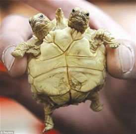 斯洛文尼亚发现双头五腿龟
