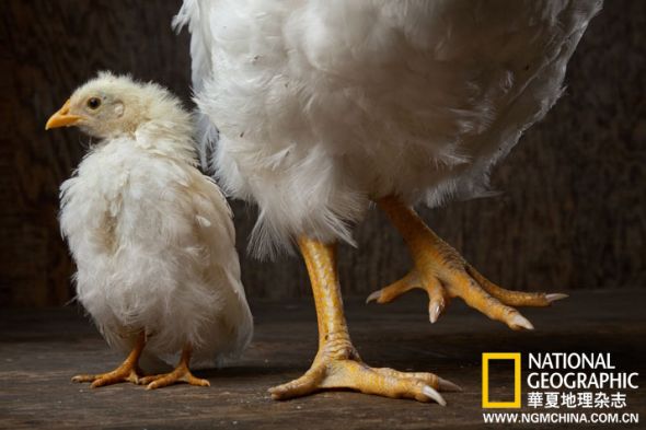 两只同为8个月大的鸡，体重却差异巨大，这是基于体型养殖实验的成果