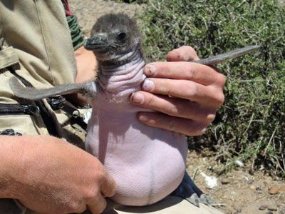 阿根廷企鹅宝宝患罕见脱毛症变裸体企鹅(图)