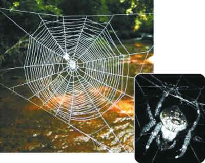 达尔文树皮蜘蛛