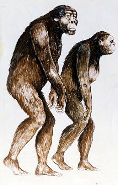 这些足印据信是非洲南方古猿留下的,他们是早期原始人类.