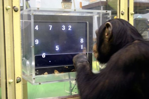 猿类在记忆测试中打败人类（图片来源：Tetsuro Matsuzawa, Primate Research Institute via Kyoto/AP）