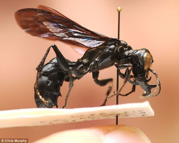 战士黄蜂是在印度尼西亚偏远岛屿苏拉威西岛发现的。发现者以传说中一种半人半鹰的神兽的名字将其命名为“加鲁达”