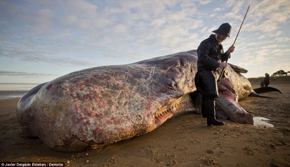一名男子打扮成渔人模样，假装他捕捉到这头被冲上北海海岸的体长40英尺（12.19米）的抹香鲸