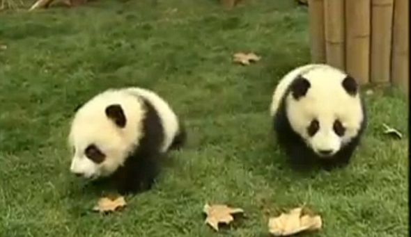 成都12只大熊猫幼仔离开母亲开始群体生活(图)
