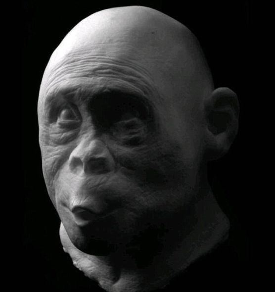 ϷԳ(Australopithecus anamensis)ڴԼ200ǰԭʼ˱ΪǵһֱϵȣҲӵнϴĴ