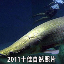 2011ʮ����Ȼ��Ƭ