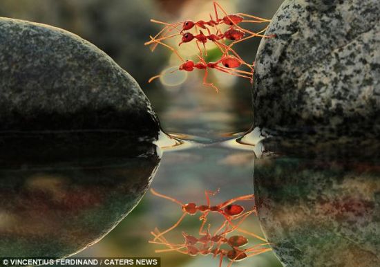 三只蚂蚁叠加在一起，试图渡河。