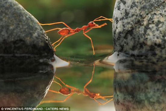 伸展！一只蚂蚁展开身体，放在两块石头中间。