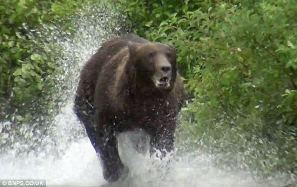 这头灰熊从水里冲向游客，对此这群人毫无办法，只能呆在原处一动不动