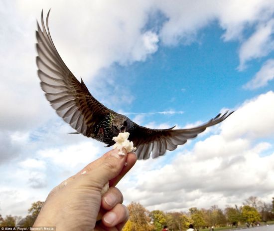 俄摄影师近距离拍摄鸟儿啄食画面(组图)