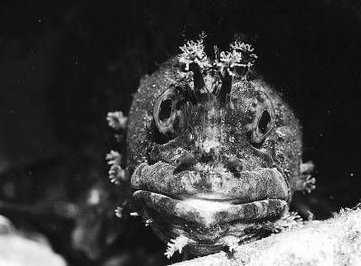 日本摄影师纪录震区海底世界 拍到变异鲶鱼(图)