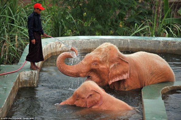 粉红色：在缅甸首都内比都的一家动物园内，一位动物园管理员用水管往两头罕见的粉红大象身上浇水。从图片中不难看出，它们乐在其中。