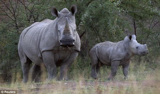 濒临灭绝：匹兰斯堡国家公园的一头白犀牛和幼崽在黄昏日光中漫步。今年以来，南非已有180多头犀牛被杀。