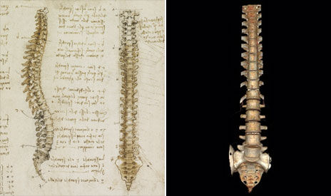 达芬奇绘制的脊骨素描图与数字成像技术获取的脊骨图像对比