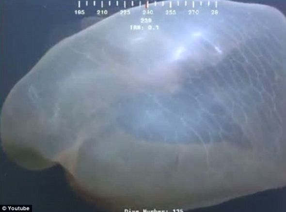 水下摄像机拍到神秘物体：疑似水母或鲸鱼胎盘