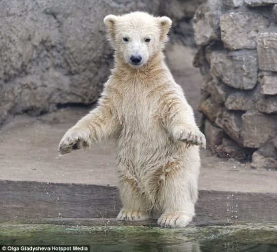 小心谨慎:这头小熊结束锻炼程序后蹑手蹑脚地朝水塘走去.